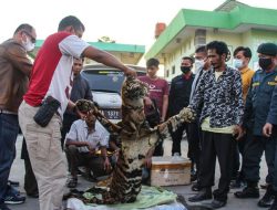 Tim Gabungan Subdit IV Krimsus Bersama Petugas BKSDA Tangkap 4 Pelaku Perdangan Satwa Dilindungi