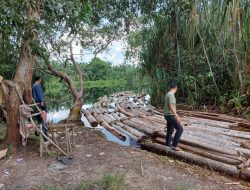 Ratusan Tual Kayu Illegal Logging Diamankan Tim Dari Komplotan Mafia Mat Ali alias Anak Jenderal