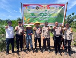 Dukung Ketahanan Pangan, Polsek Bukit Kapur Tanam Jagung di Lahan Seluas 1,5 Hektar